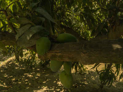 Green Mango Fruits on Tree Branch, Ismailia Egypt