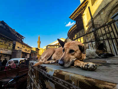 Stray Dog Resting Near Bab Zuweila, Cairo