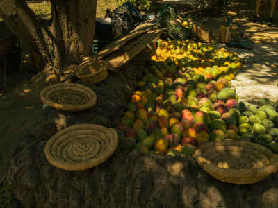Mango Harvest Display, Jabal Maryam Farm, Ismailia