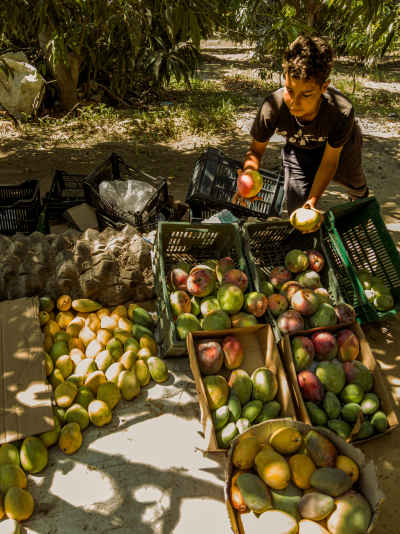 Mango Harvest Worker Sorting Fruit, Ismailia Egypt