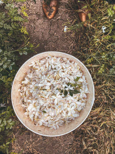 Freshly Picked Jasmine Flowers in Basin, Tanta