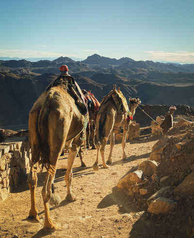 Camel Caravan on Mountain Trail, Saint Catherine Sinai