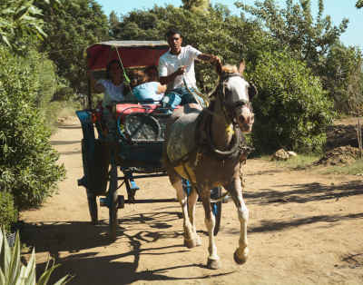 Horse-Drawn Carriage Ride, Al-Qanater Al-Khayreya