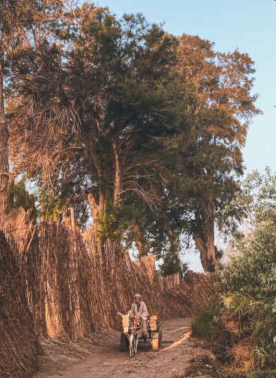 Farmer on Donkey Cart, Rural Path Shabra Balloula Tanta