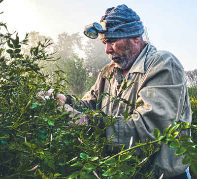 Farmer Harvesting Crops by Hand, Tanta Egypt