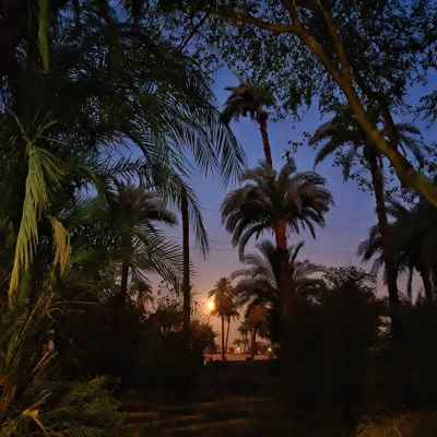 Palm Trees at Sunset in Maadi, Cairo, Egypt