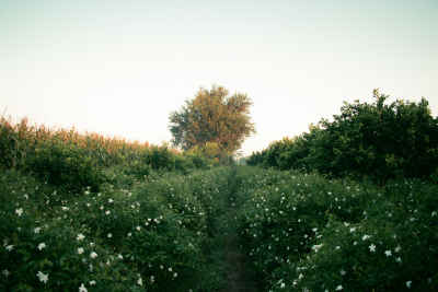 Jasmine Field at Dawn, Kafr Saadoun, Gharbia Egypt