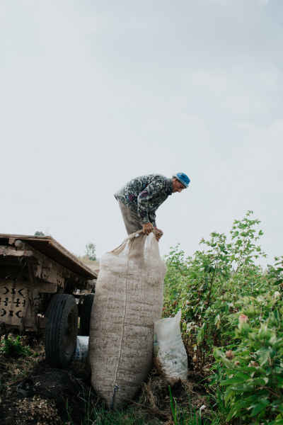 Cotton Harvest Worker Lifting Sack, Nimrat Al-Basal El Mahalla