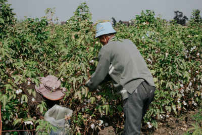 Cotton Harvest Workers, Nimrat Al-Basal, El Mahalla El Kubra