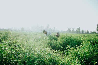 Jasmine Field Hand Harvest, Kafr Saadoun, Gharbia