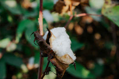 Long-Staple Cotton Boll, Nimrat Al-Basal El Mahalla
