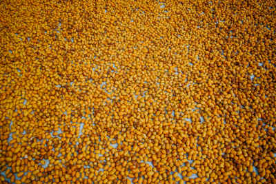 Freshly Harvested Dates Sorted, Dahshur Egypt
