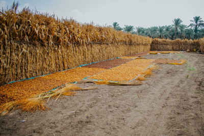Date Harvest Drying Ground, Dahshur Giza