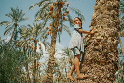 Boy Climbing Date Palm Tree, Dahshur Egypt