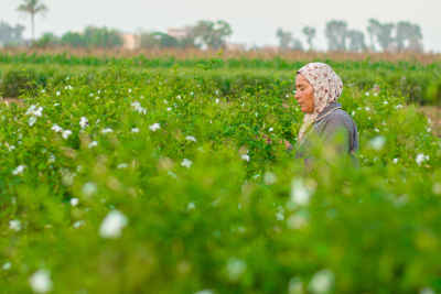 Woman Harvesting Jasmine, Kafr Saadoun, Gharbia