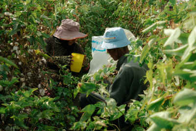 Cotton Harvest Workers, Nimrat Al-Basal, El Mahalla El Kubra