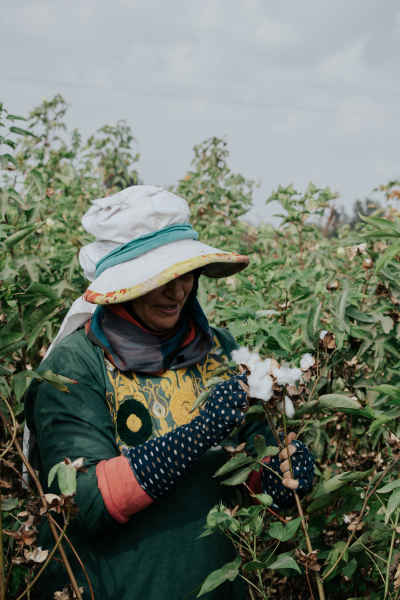 Cotton Picker Harvesting Long-Staple Cotton, El Mahalla El Kubra