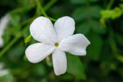 White Jasmine Flower with Dew Drops, Gharbia Egypt