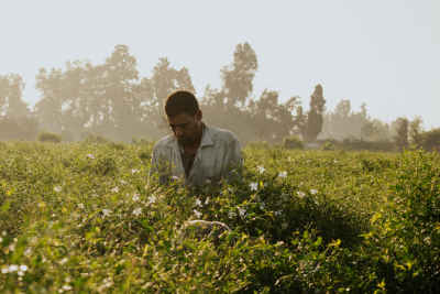 Jasmine Hand Harvest, Kafr Saadoun, Gharbia Egypt