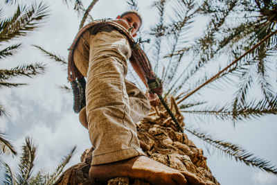 Date Palm Climber During Harvest Season, Dahshur Egypt