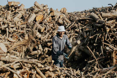 Charcoal Kiln Worker Sorting Firewood, Bilbeis Sharqia