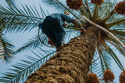 Worker Climbing Date Palm During Harvest, Dahshur