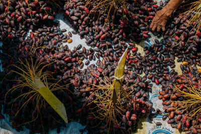 Date Harvest Sorting, Dahshur Giza Egypt