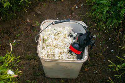 Jasmine Harvest Bucket with Work Gloves, Gharbia Egypt