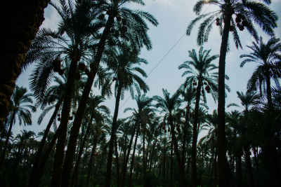 Date Palm Grove at Harvest Season, Dahshur Giza