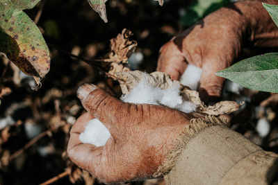 Cotton Boll Hand Harvest, Nimrat Al-Basal, El Mahalla