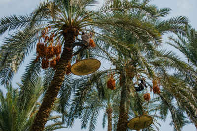 Date Palm Harvest, Dahshur Giza Egypt