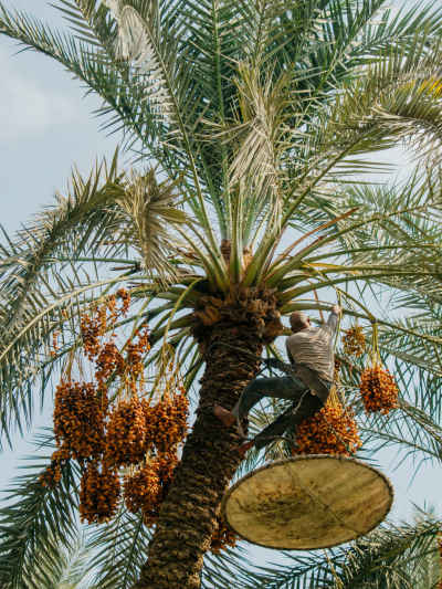 Date Palm Harvest Worker Climbing, Dahshur Egypt