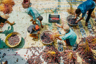 Date Harvest Sorting and Processing, Dahshur Giza