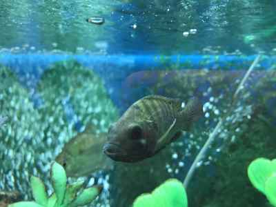 Freshwater Fish in Aquarium Tank, Giza Egypt