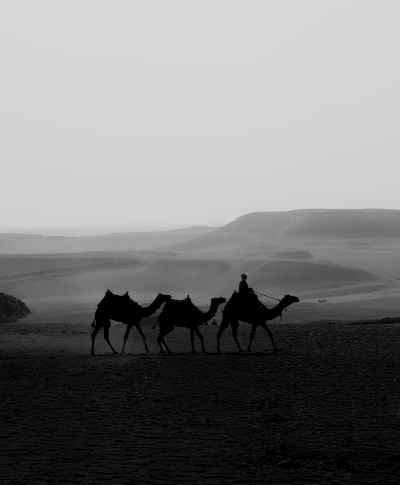 Camel Caravan Silhouette Crossing Desert, Giza Egypt