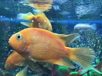Orange Goldfish in Freshwater Aquarium Tank