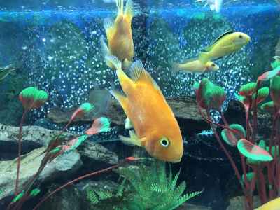 Orange Fish Swimming in Decorated Aquarium Tank