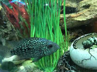 Spotted Cichlid Fish in Decorated Aquarium Tank