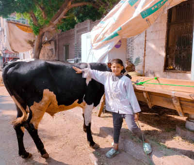 Little Boy Patting a Cow While Feeding Before Eid al-Adha