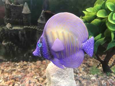 Purple Tropical Fish Close-Up in Aquarium Tank