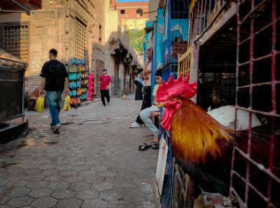 Rooster in Cage at Cairo Market Near Al-Azhar