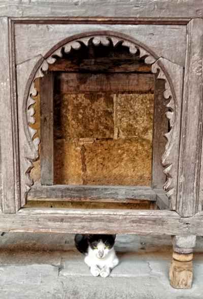 Cat Under Carved Wooden Sofa, Beit Al-Suhaimi Cairo