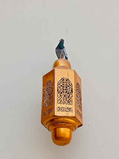 Pigeon Perched on Decorative Islamic Lamp, Al-Hakim Mosque