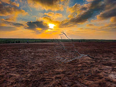 Dead Branch on Red Sand Desert at Sunrise, Daqahliya