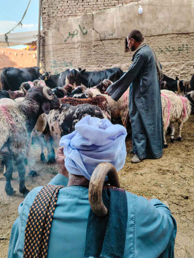 Sheep Herd in the Cattle Market