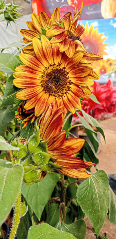 Red Orange Sunflowers at Dokki Flower Exhibition, Cairo