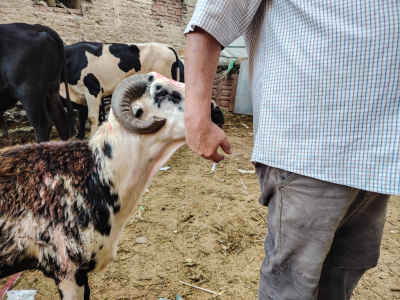 Eid Livestock Market During Eid Al-Adha
