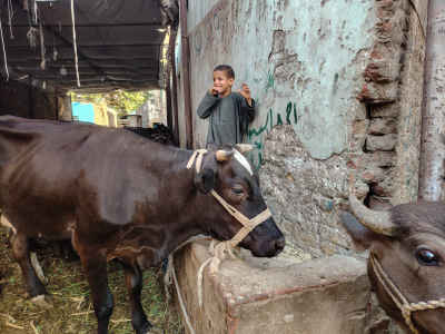 Young Boy and Black Bull at the Eid Market