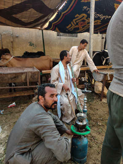 Eid Livestock Market in Sayeda Zeinab