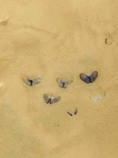 Butterfly-Shaped Seashells on Sand, Al Abyad Beach